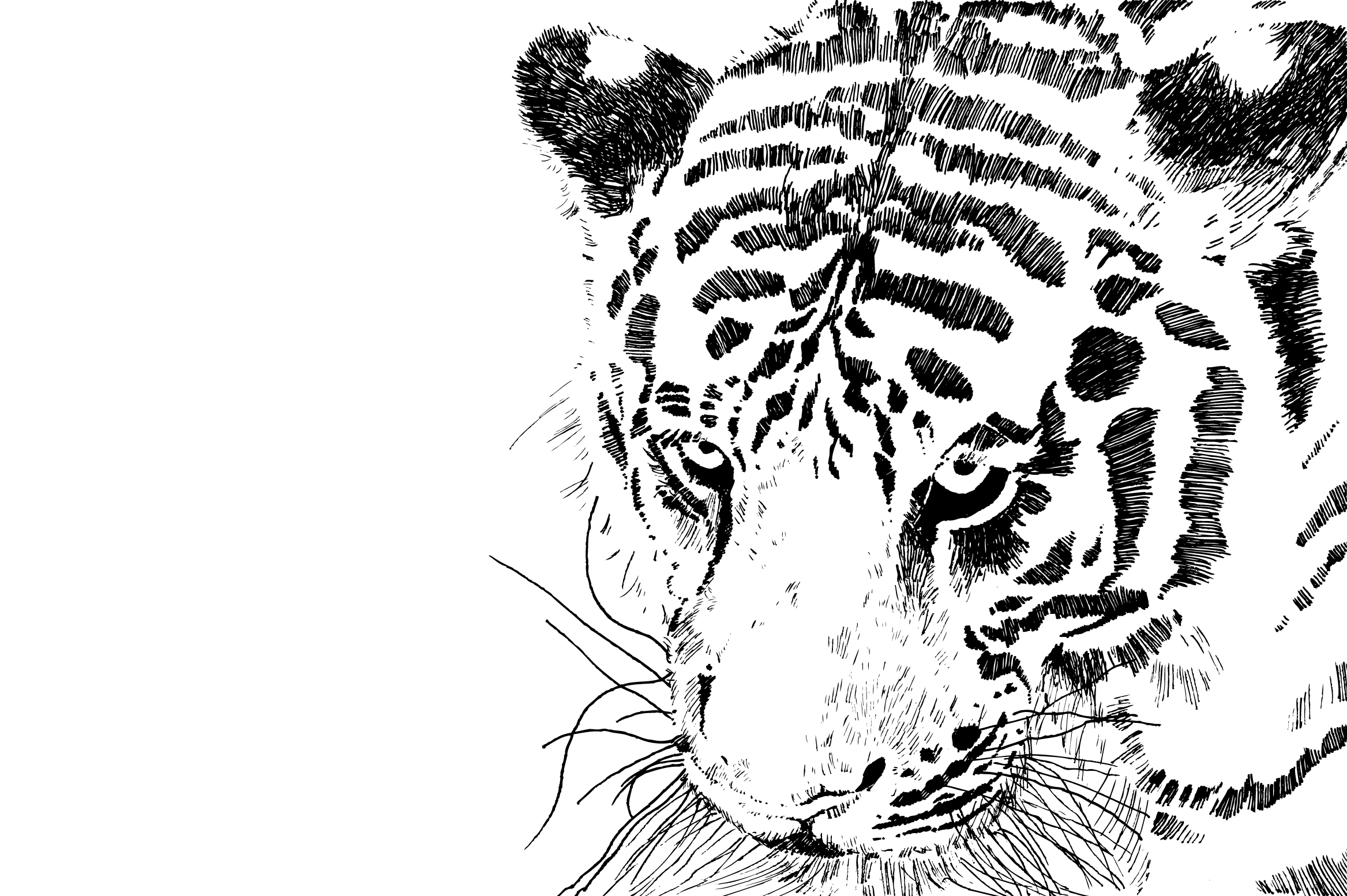 tiger image 16 vector