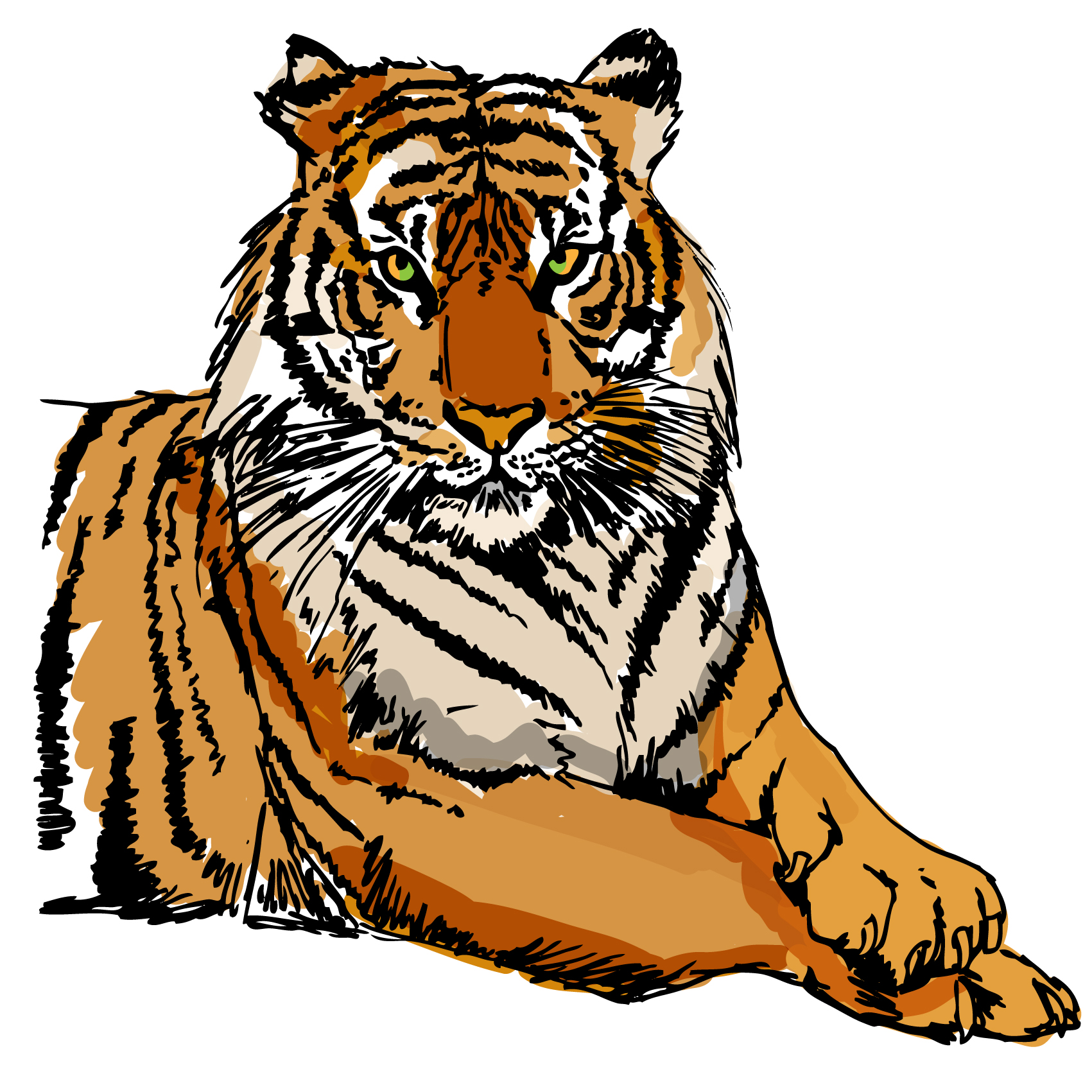 tiger image 34 vector