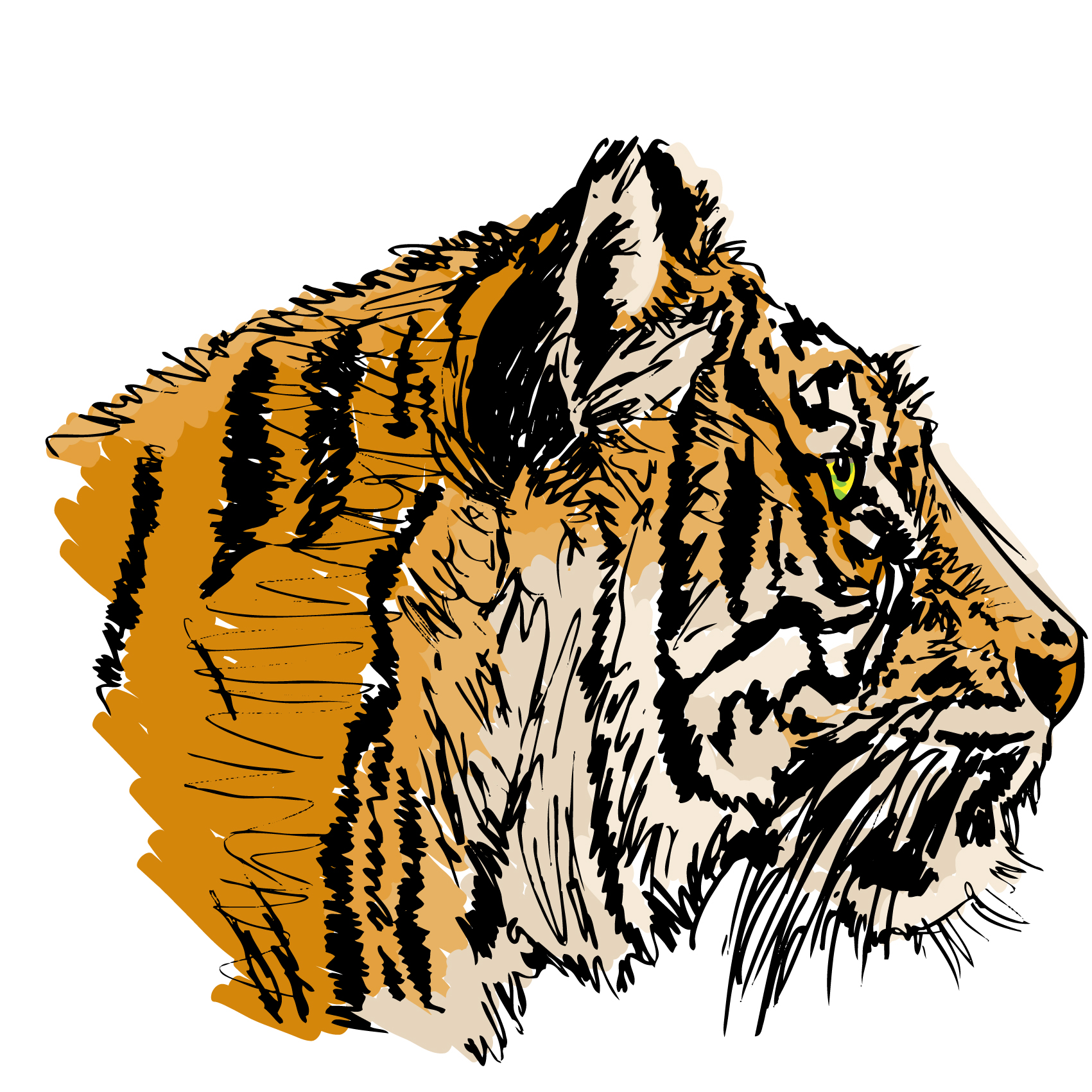 tiger image 29 vector