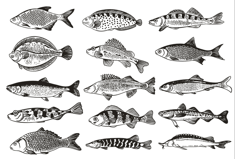 germany fish monochrome illustrations vector