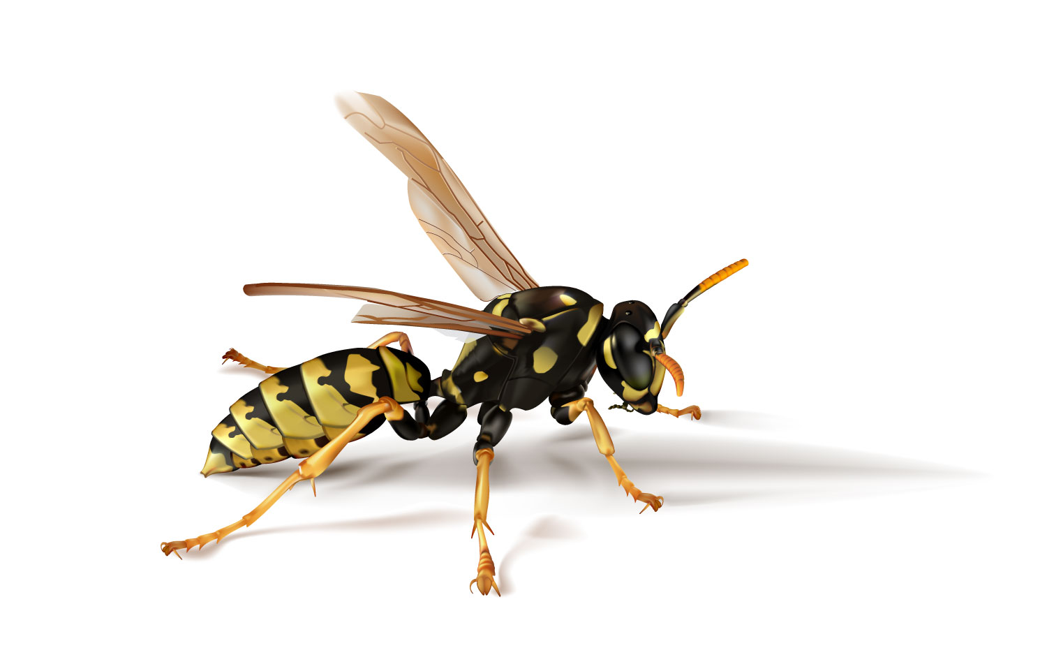 realistic insect 01 vector