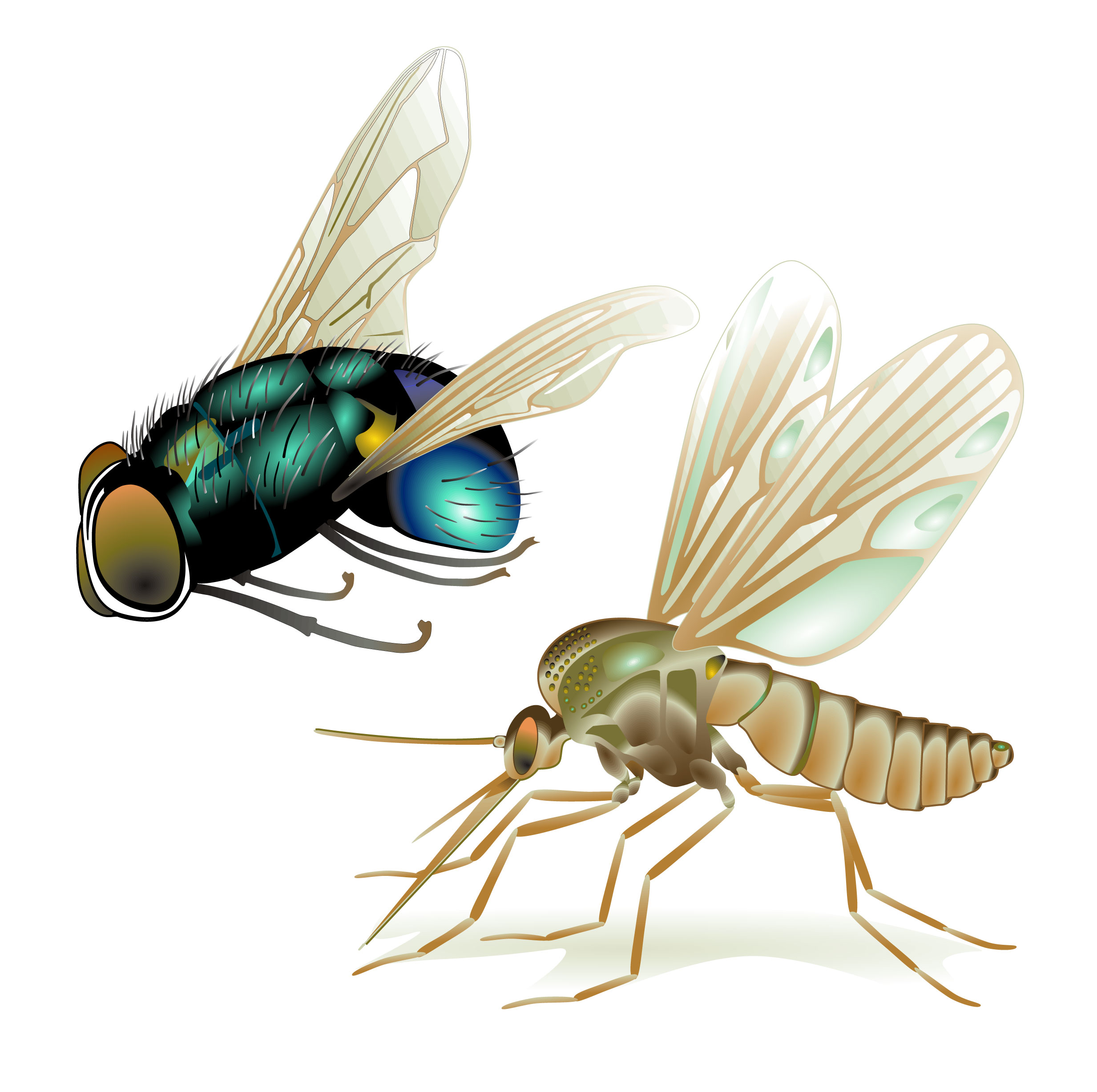 realistic insect 05 vector