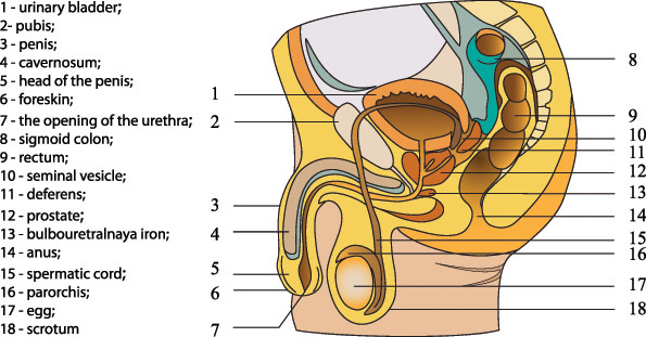 vector diagram of human organs