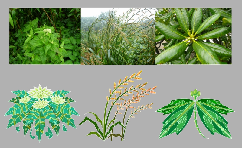 1 chinese medicinal plants