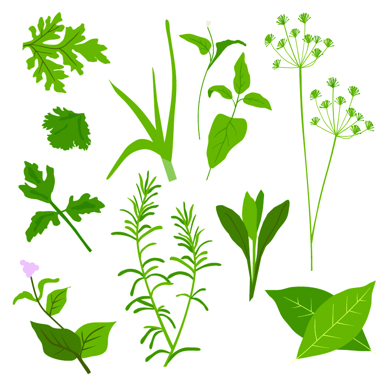 herbal leaves 01 vector