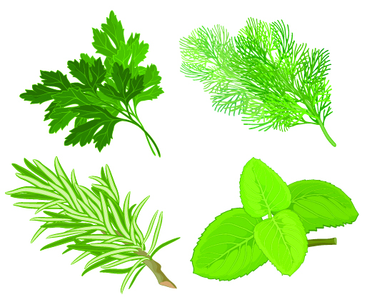 herbal leaves 04 vector