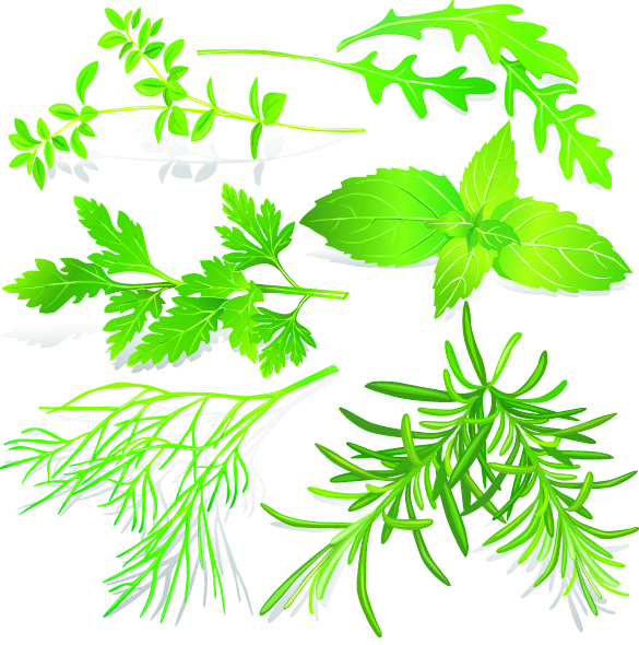 herbal leaves 05 vector