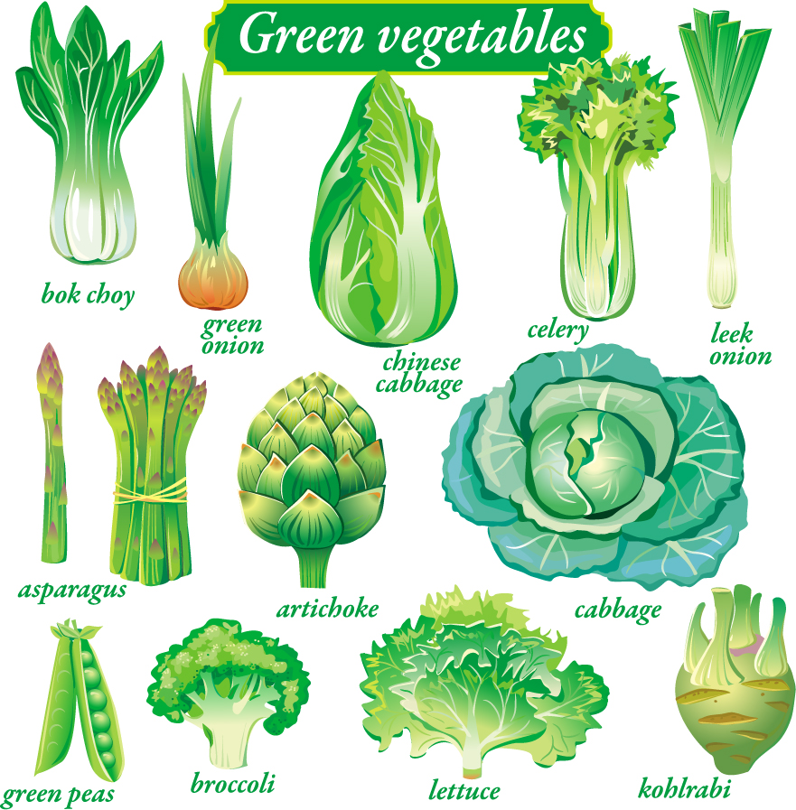 delicate green vegetables vector