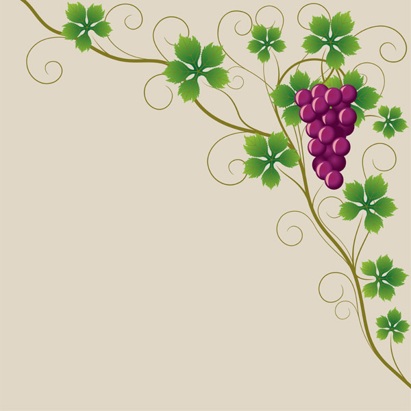 purple grapes and grape leaves vector