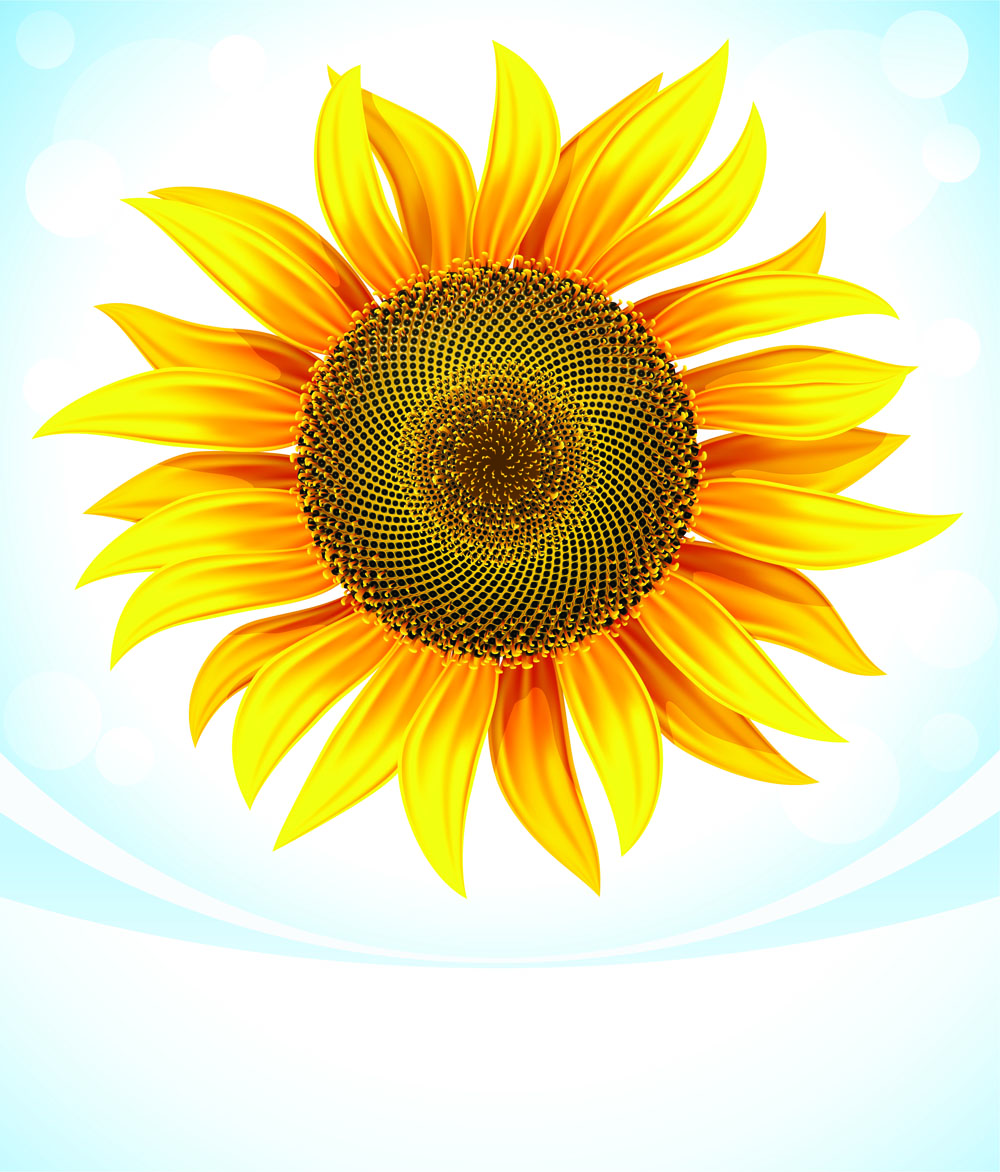 sunflower 05 vector