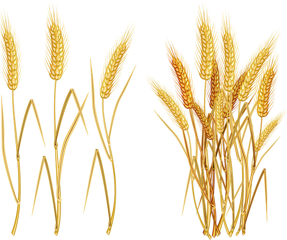 yellow wheat 03 vector