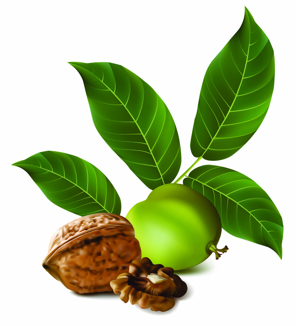 realistic green walnut walnut 02 vector