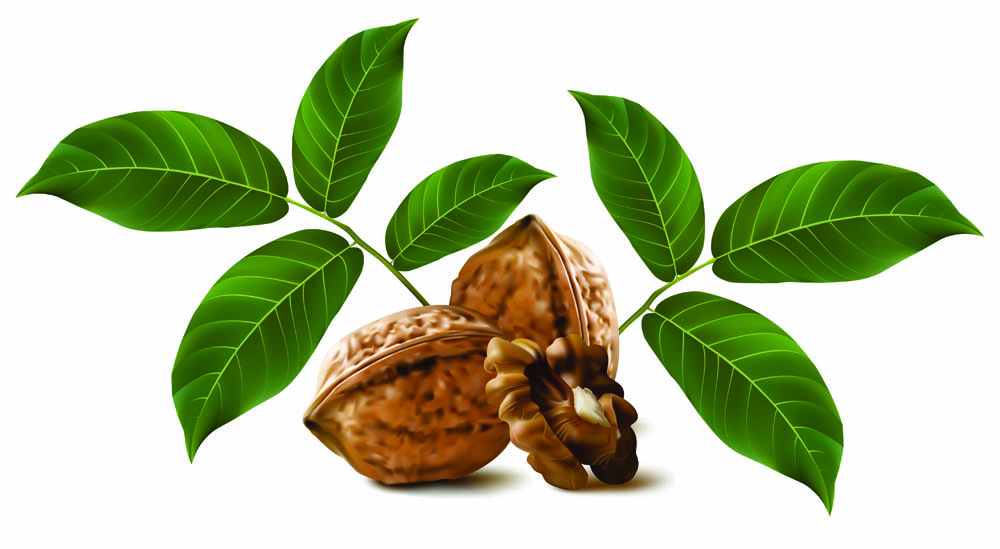 realistic green walnut walnut 03 vector