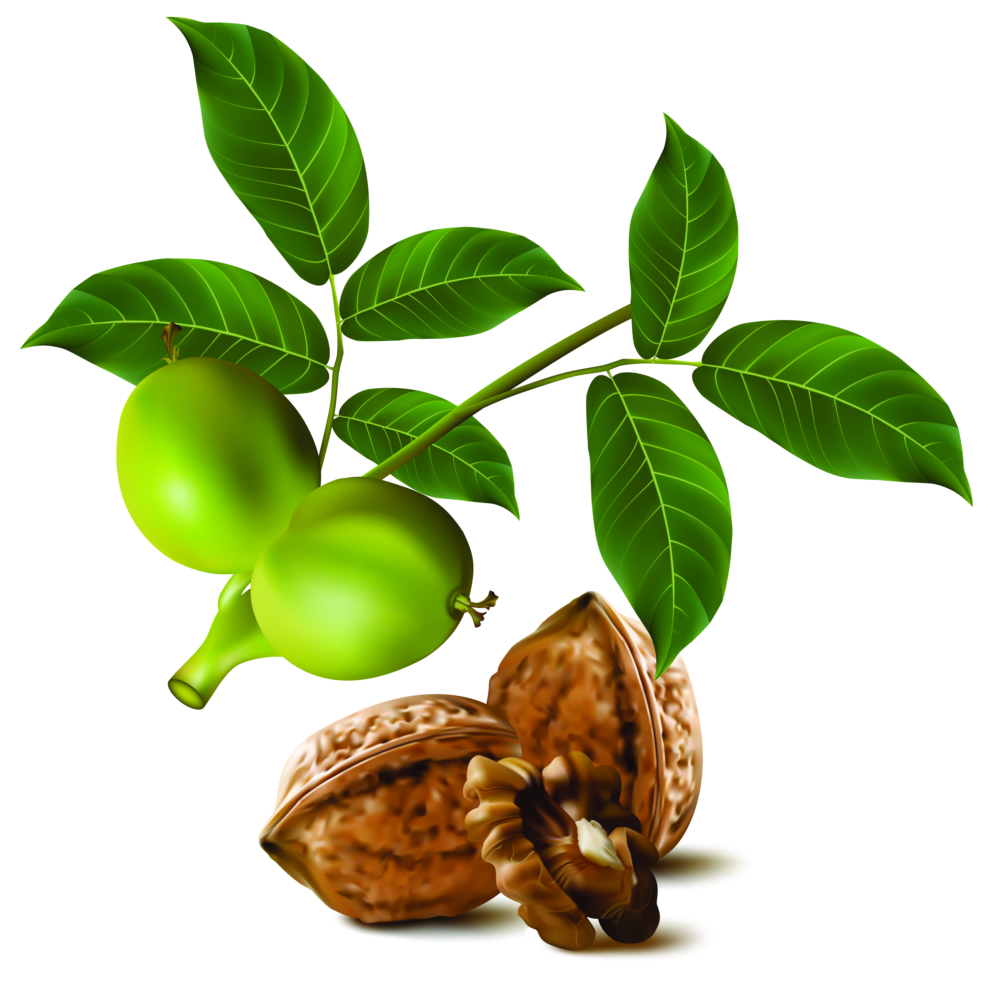 realistic green walnut walnut 04 vector