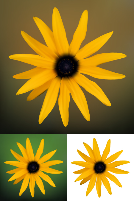 small chrysanthemum vector