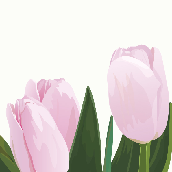 pink tulips vector