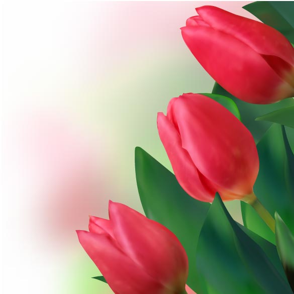 bright tulips 02 vector