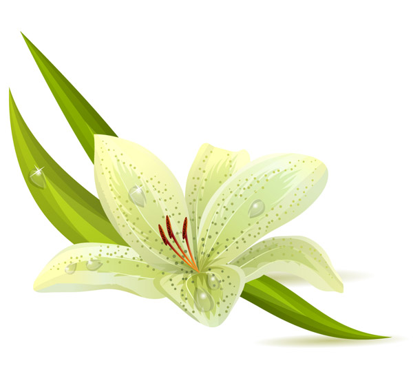 flowers flower beautiful 5 vector