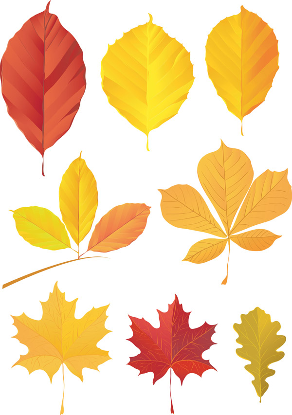 leaves vector