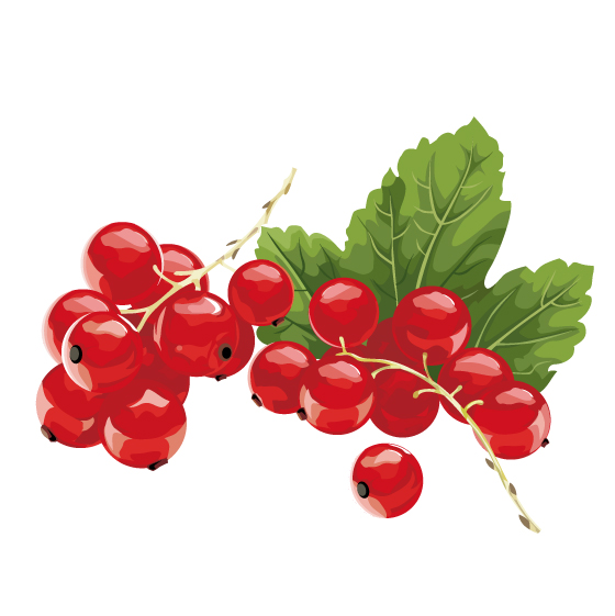 some red fruits vector