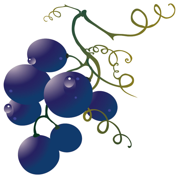 grape and wine vector