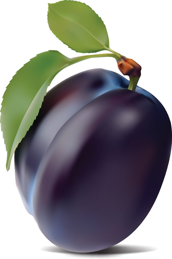 purple plum vector