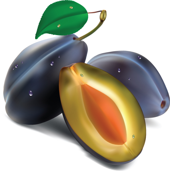 realistic fruit 02 vector