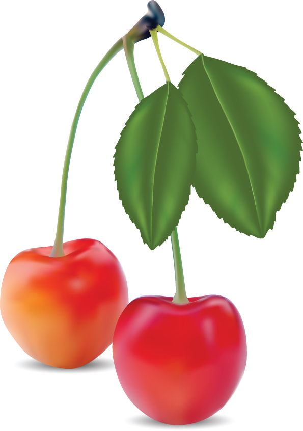 realistic fruit 03 vector