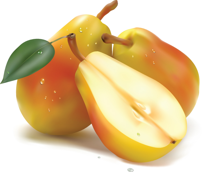 realistic fruit 04 vector