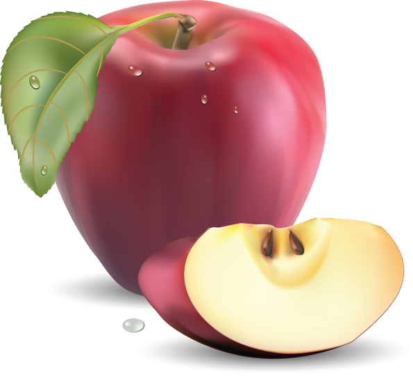 realistic fruit 05 vector