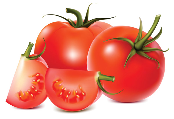 tomatoes vector