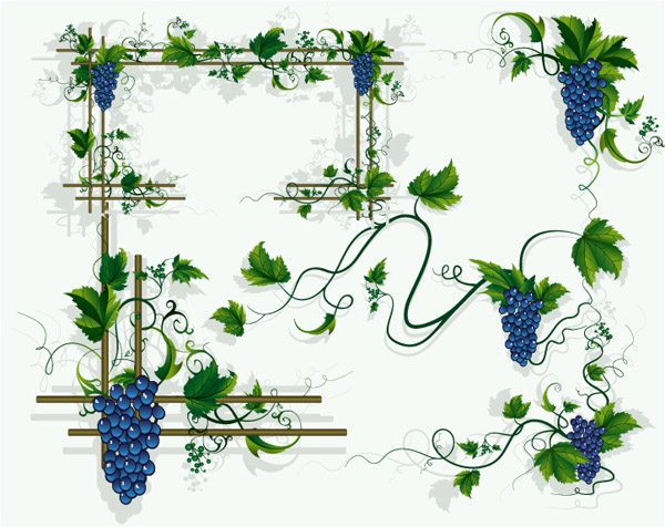 grapes vines grape leaf border vector