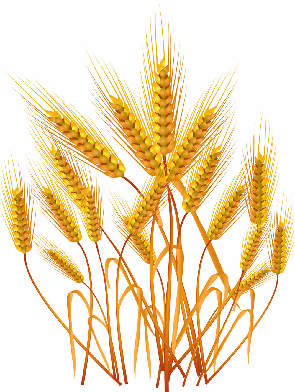 wheat background golden growing sketch