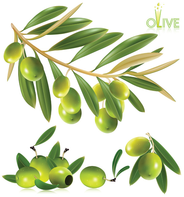 olive fruits background shiny green modern design