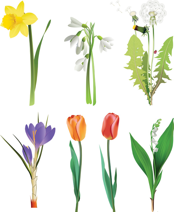 several flowers vector