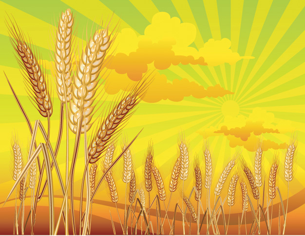 wheat theme vector