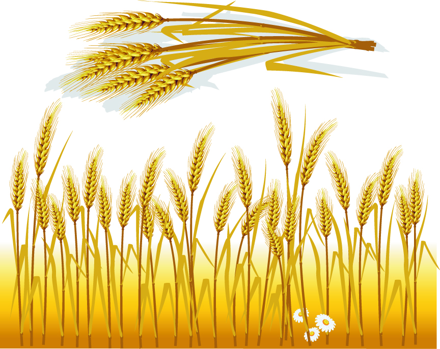 wheat vector