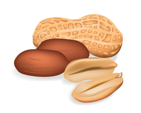 some nuts vector