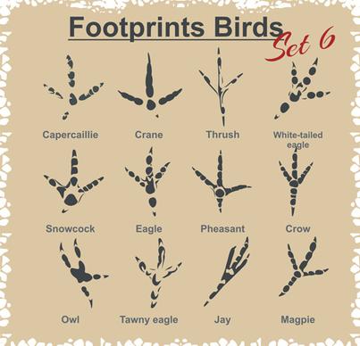 various footprints animals design vectors