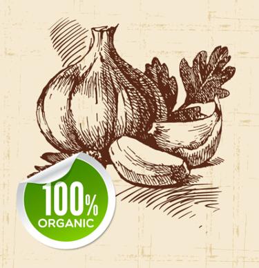 hand drawn vegetables with organic sticker vector