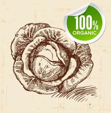 hand drawn vegetables with organic sticker vector