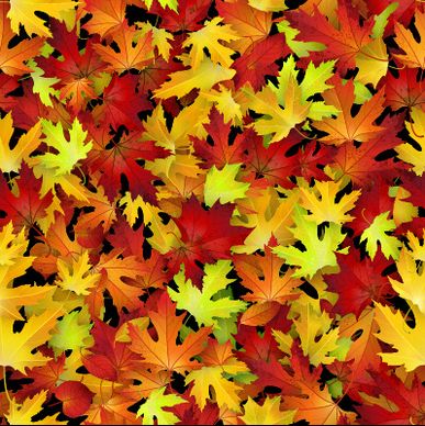 realistic autumn leaves pattern vector graphics