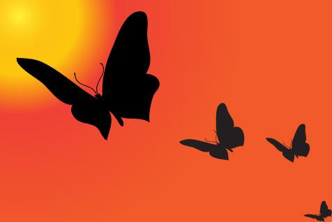 sunset with butterfly silhouette vector