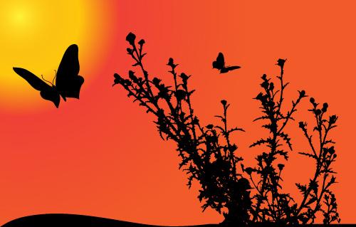 sunset with butterfly silhouette vector