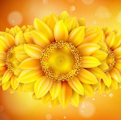 beautiful sunflowers golden background set vector