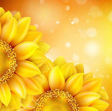 beautiful sunflowers golden background set vector