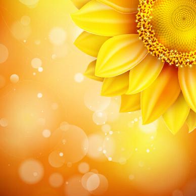 beautiful sunflowers golden background set vector