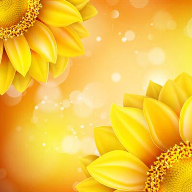 beautiful sunflowers golden background set vector