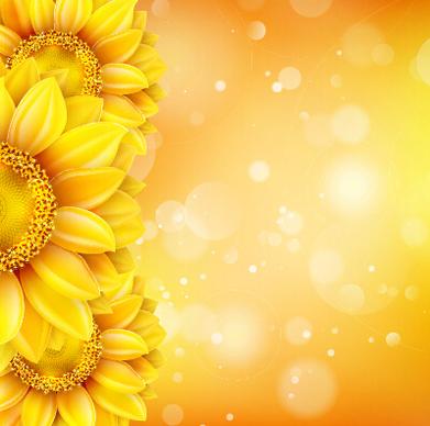 beautiful sunflowers golden background set vector