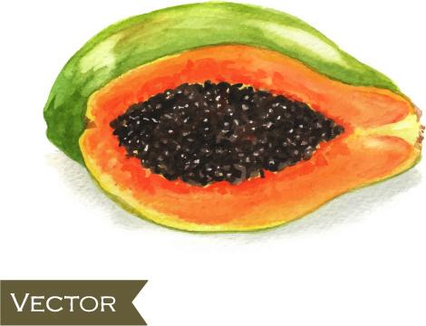 papaya watercolor hand drawn vector